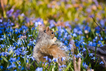Ecureuil dans un champs de fleurs 