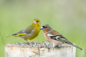 Obraz premium Common finch Fringilla coelebs, and greenfinch. Birds on the feeder
