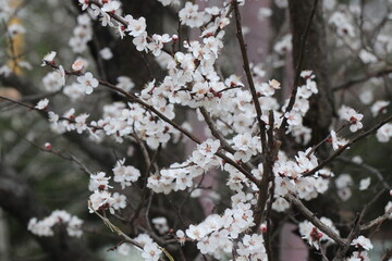 Bright white flowers. Apricot, cherry, apple,plum blossom. Fruit trees in the spring. Future fruits