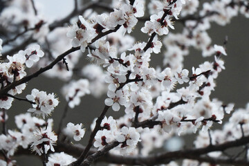 Bright white flowers. Apricot, cherry, apple,plum blossom. Fruit trees in the spring. Future fruits