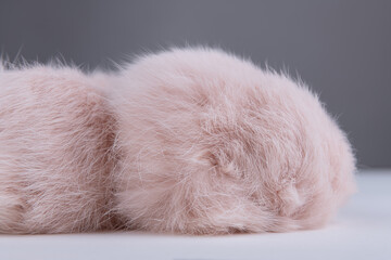 Close up of beige rabbit fur pompom. Grey background