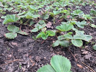 Fresh strawberry seedlings grow from the soil. Garden. Growing plants in the garden.