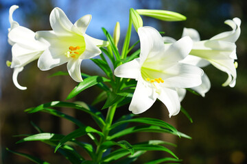 Fragrant white and yellow trumpet flowers of Easter Lily flowers (lilium longiflorum) in the spring