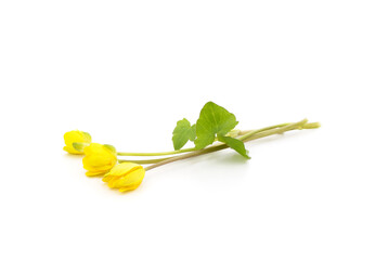 Primrose yellow flowers.