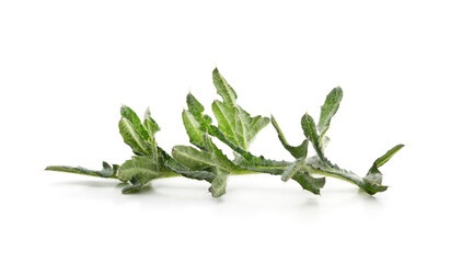 Green leaves of thistle.