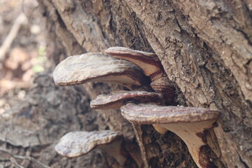 Mushrooms on a tree. Spring time. Sunny day.