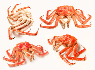 Red king crab isolated on white background