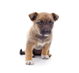 One brown little dog.