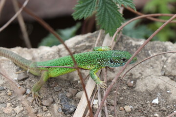 Small lizard. Green reptile. Spring time. Sunny day.