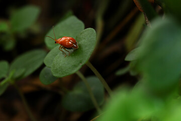 Pumpkin beetle on leaf