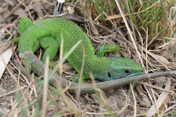 Small lizard. Green reptile. Spring time. Sunny day.