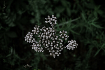 Amazing macro of a flower in Quebec, Canada