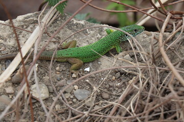 Small lizard. Green reptile. Spring time. Sunny day.