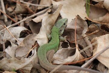 Small lizard. Green reptile. Spring time. Sunny day.