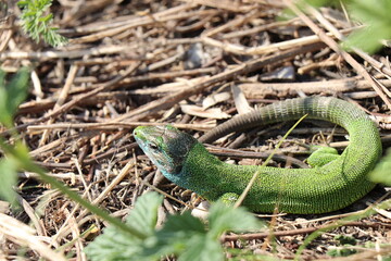 Small lizard. Green reptile. Spring time. Sunny day.