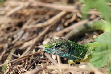 Small lizard. Green reptile. Spring time. Sunny day.