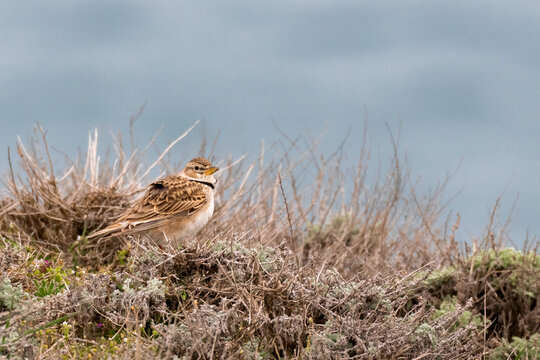 Calandra lark bird Melanocorypha calandra in spring steppe