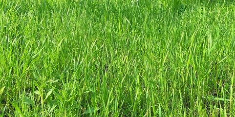 green grass background, spring fresh green grass field.