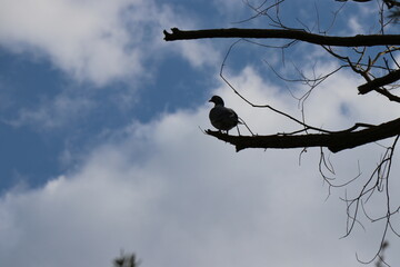 A small woodpecker on a tree. A bird on a branch. Birds living in the spring forest