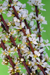 White flowers of Bush Cherry (Prunus Japonica)