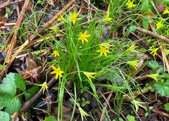 Gagea minima is a Eurasian species of plants in the lily family. Wild flowers in the forest glade at spring season.