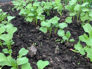 Radish grows in a garden bed in a greenhouse. First harvest. Early spring. Fresh seedlings grow from the soil.