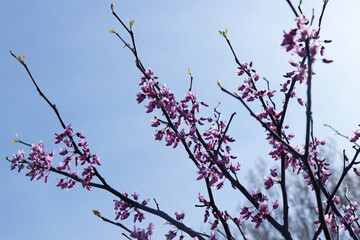 Tree branches with small pink flowers. Spring time. Sunny day