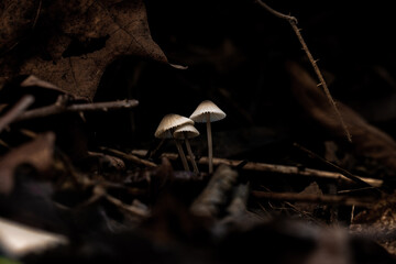 Fungi autunnali nel bosco con vegetazione gialla marrone 