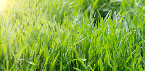 Spring fresh green lawn grass, plant leaves sparkling in the warm sun.