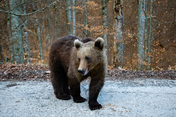 brown bear cub 