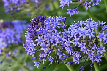 Cuban lily (Scilla peruviana). Asparagaceae perennnial plant.