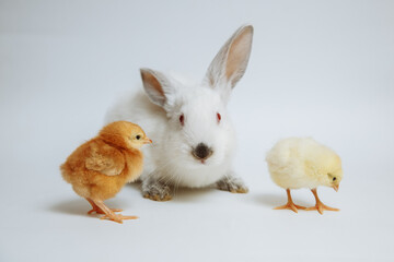 White rabbit with chicks on a white background