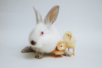 White rabbit with chicks on a white background