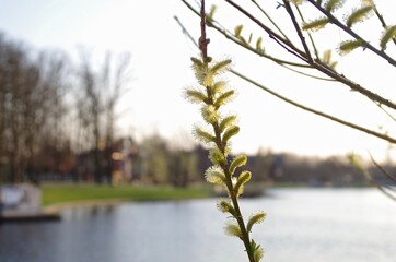 spring in the park