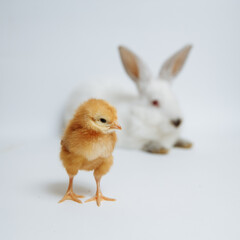 White rabbit with chicks on a white background