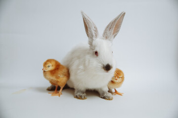 White rabbit with chicks on a white background