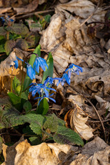 A group of the first spring flowers to bloom in the wild. Spring floral background.
