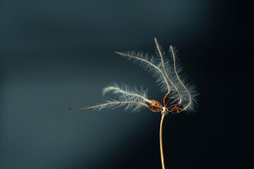 This dried out plant reminding us that winter nights are here