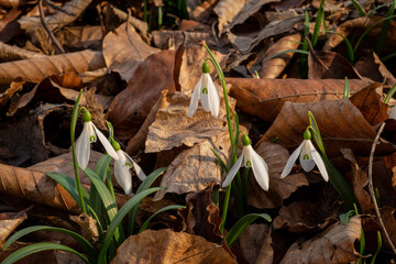 A group of the first spring flowers to bloom in the wild. Spring floral background.
