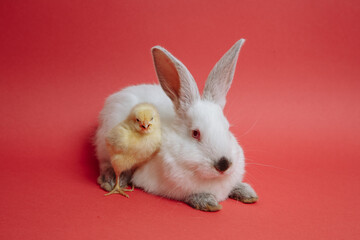 Chickens with a white rabbit on a red background