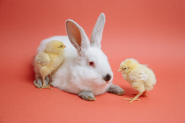 Chickens with a white rabbit on a red background