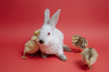 Chickens with a white rabbit on a red background