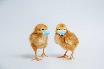 two chickens on a white background in protective masks