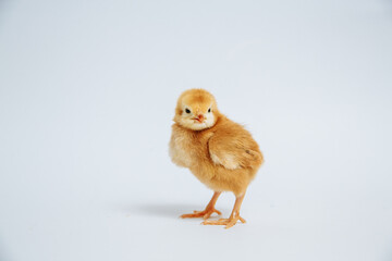 Yellow chicken on a white background
