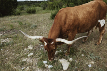 Texas longhorn cow grazing rural field.
