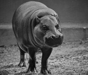 Pygmy hippopotamus in black and white