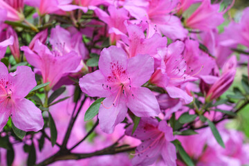 Pink spring background of azalea flower. Horizontal closeup wallpaper