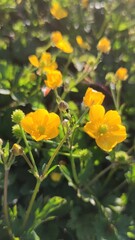 Obraz premium Yellow flowers 