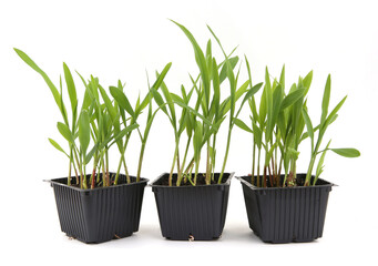 Young green sweet corn sprouts in containers isolated on white background.  Corn plants growing in indoor seed planting container.