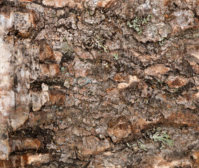 Bark of old birch tree close up.